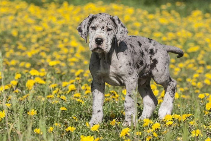 VARIOUS Great Dane, puppy, spotted