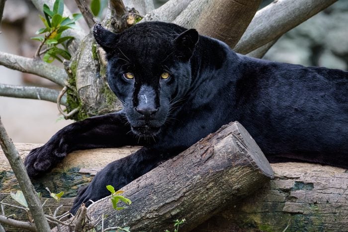 Black panther sitting on a log while looking at the camera