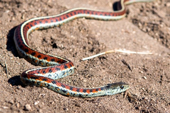 California Red Sided Garter Snake slithering in sand
