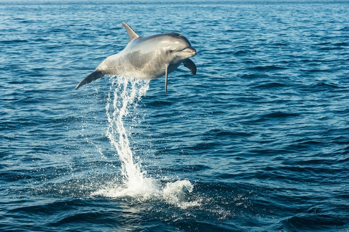 Bottlenose dolphin jumping in the air