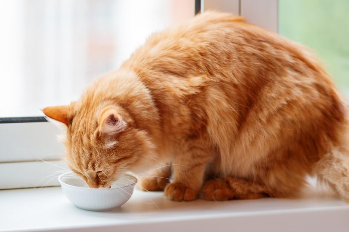orange cat drinking from a white bowl on the window sill