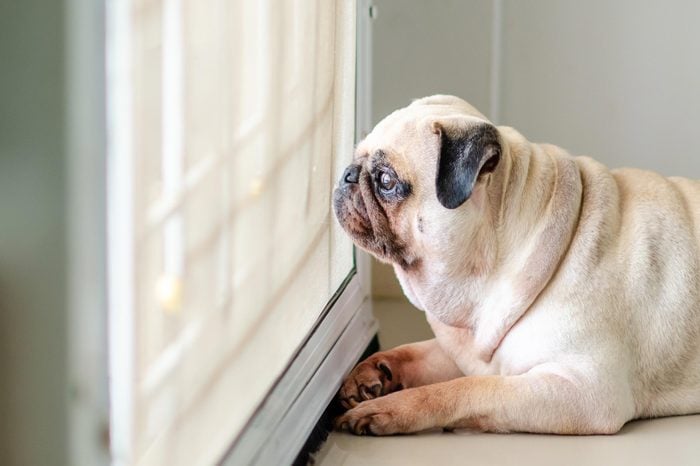 lonely pug dog waiting by the door