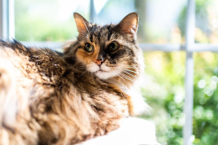 female maine coon calico cat lying on chair indoors of house room window looking back face closeup