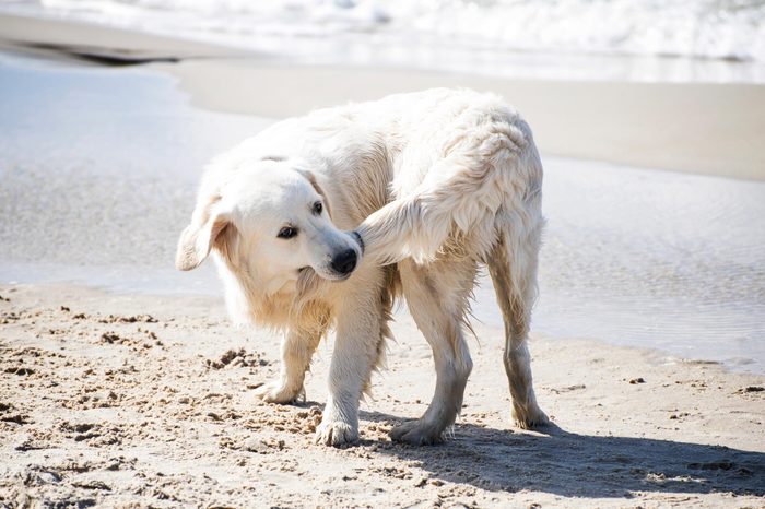 dog biting his tail on the beach