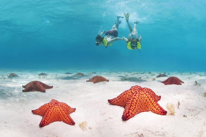 Snorkelling With Starfish