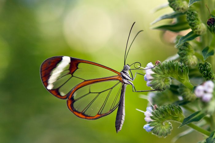Glasswinged butterfly in butterfly house