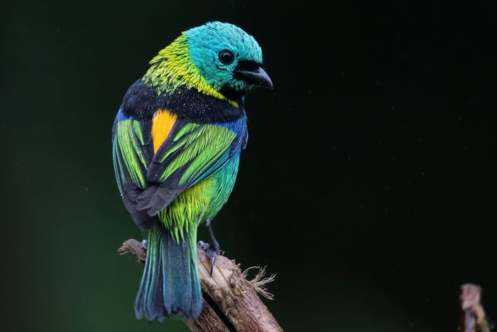 Green Headed Tanager standing on a stick