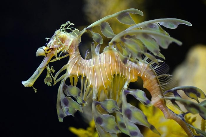 Close up of Leafy Sea Dragon