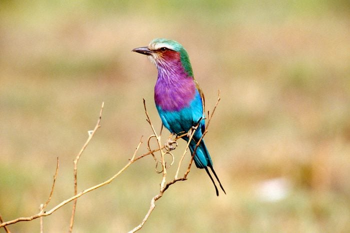 Lilac Breasted Roller standing on branch