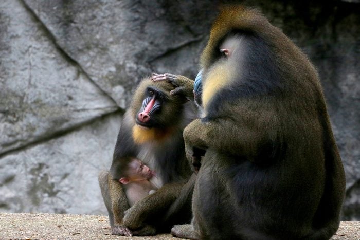 African Mandrill family (Mandrillus sphinx), father caressing mother, baby suckling breast.