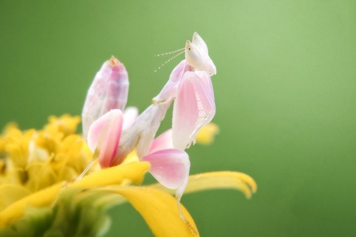 Close-Up Of Orchid Mantis On Yellow Flowers Blooming Outdoors