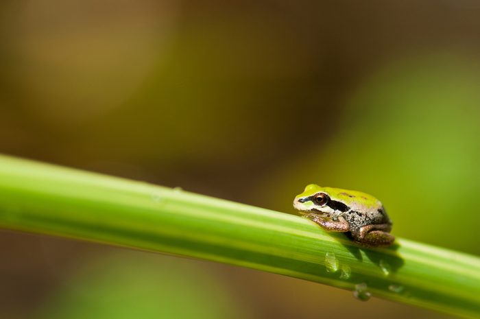 Pacific tree frog on blade of grass