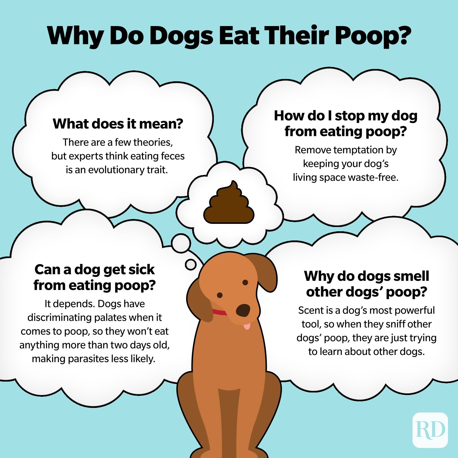 how long after a dog eats should they poop