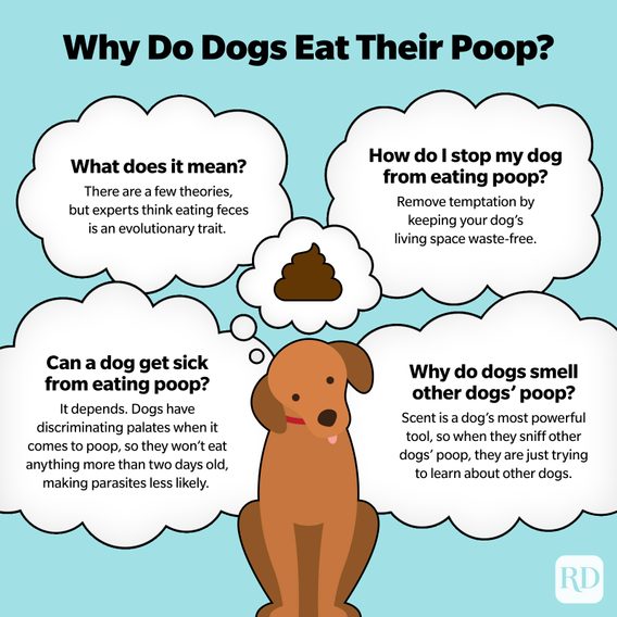 Why Do Dogs Eat Poop? — Is It Normal for Dogs to Eat Poop?