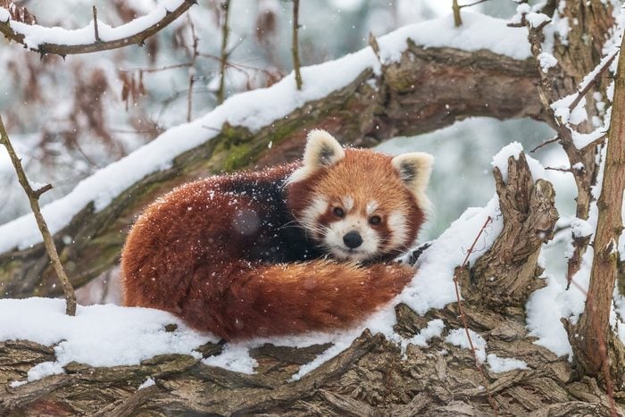 Cute Fluffy Red Panda sitting in tree during the winter