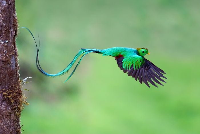 Resplendent Quetzal (Pharomachrus mocinno) male leaving nest after feeding chicks