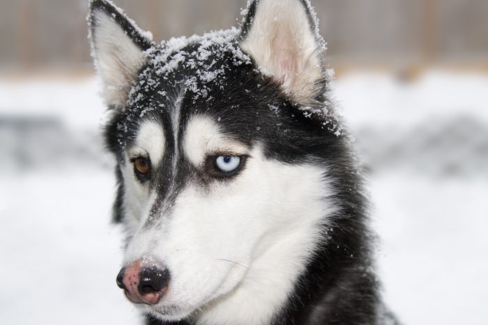 close up of Siberian Husky in the snow