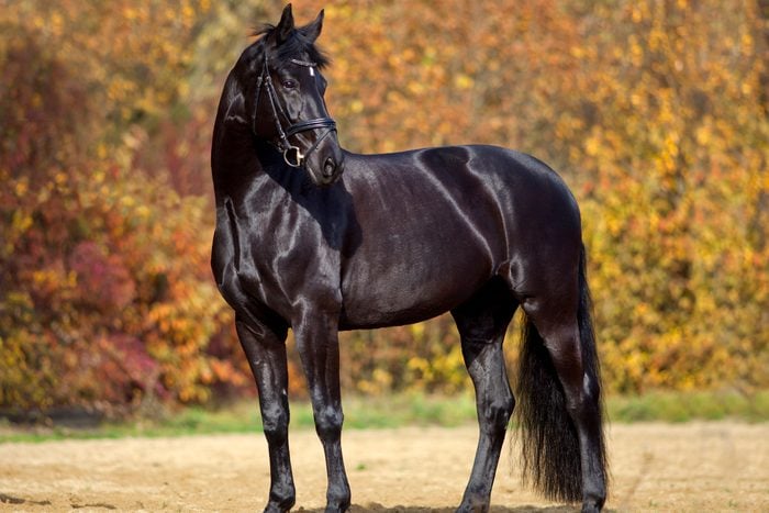 Black stallion portrait outside with colorful autumn leaves in background