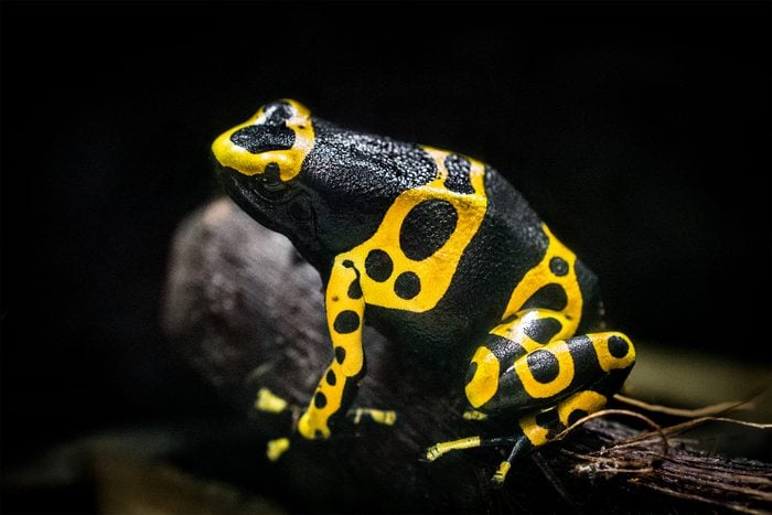 Close up of yellow-banded poison arrow frog (also known as bumblebee poison frog) against black background