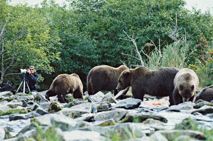 Treadwell photographing near group of bears