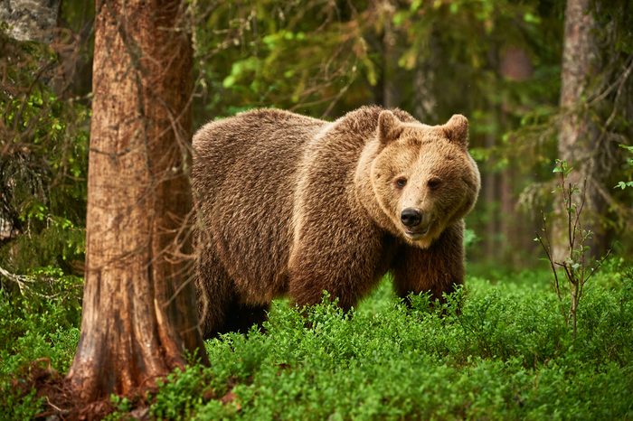 Brown bear walking free in the finnish taiga