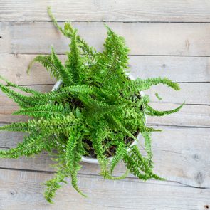 Fern bush on a wooden surface. View from above