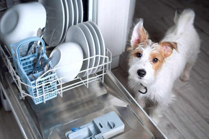 Dishwasher Dog - cute Jack Russell doggy with dishwasher mashine