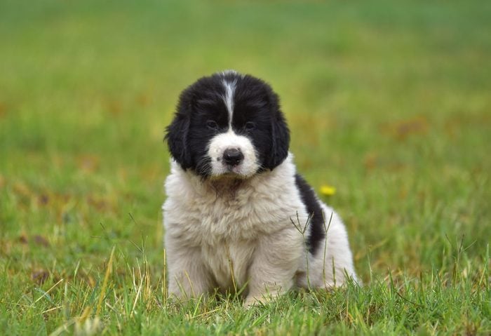 landseer dog puppy pure breed mother and puppy water training