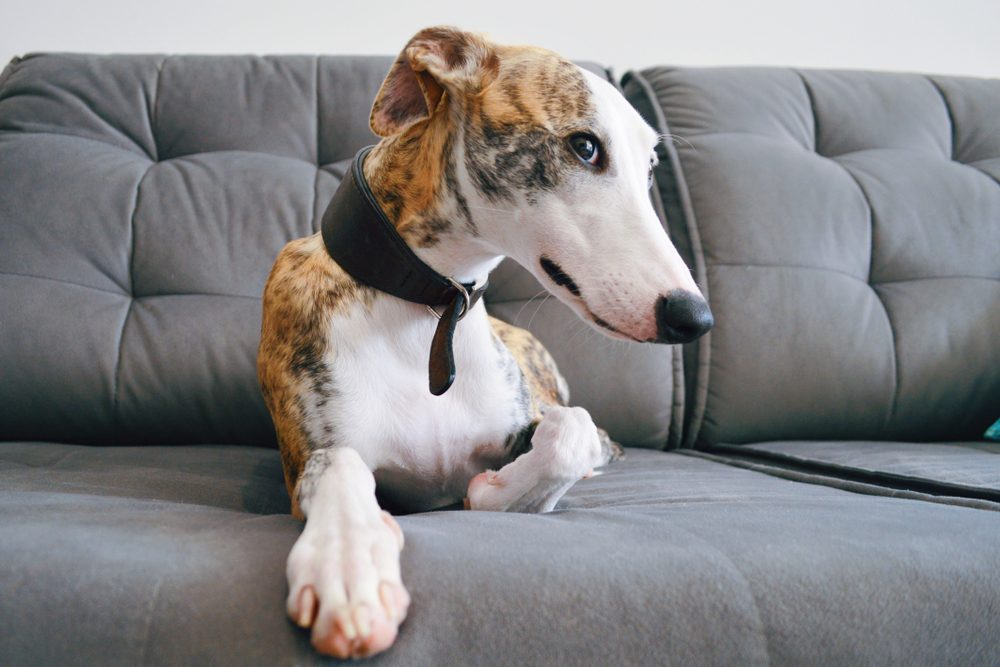 cute whippet dog laid on a sofa 
