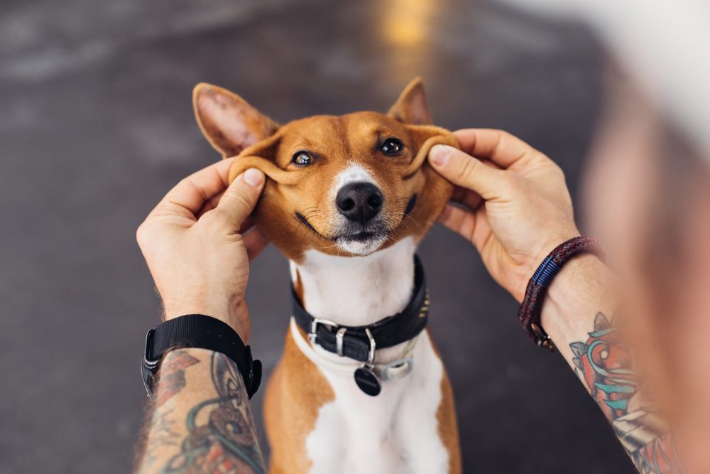 Man with tattooed arms and hipster fashion accessories plays with his dog and makes it smile with his hands so it looks cute and funny