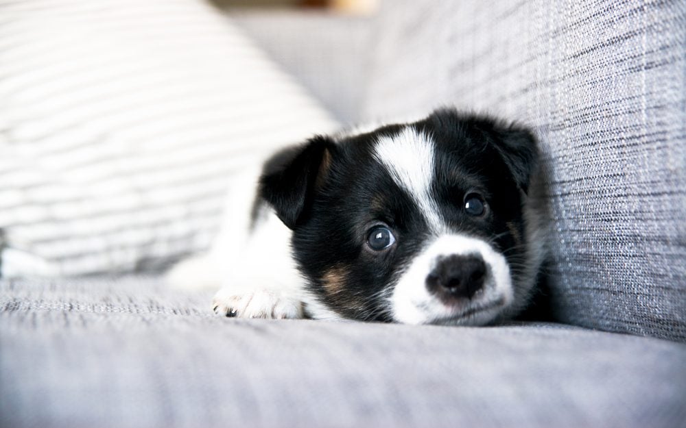 Tiny White and Black Cute Puppy on Sofa at Home