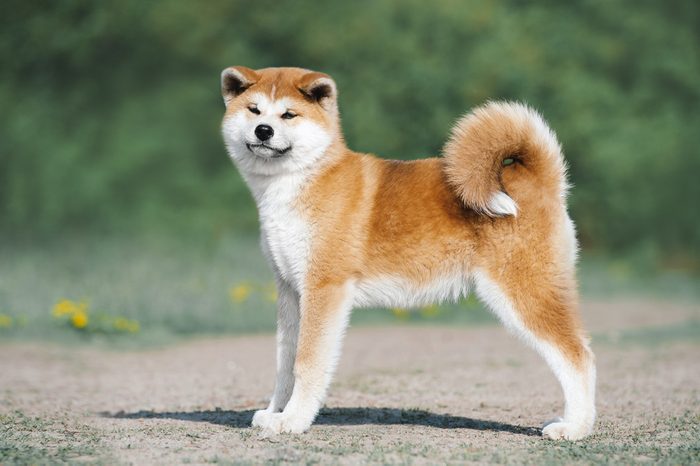 Akita Inu puppy conformation. Red furry dog on a green background