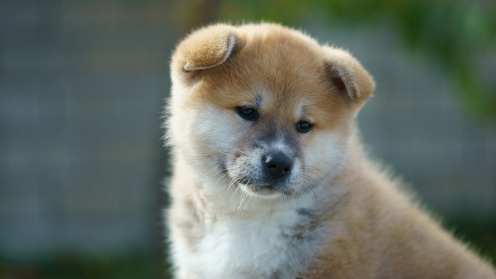 Akita Inu puppy closeup. dog sadness