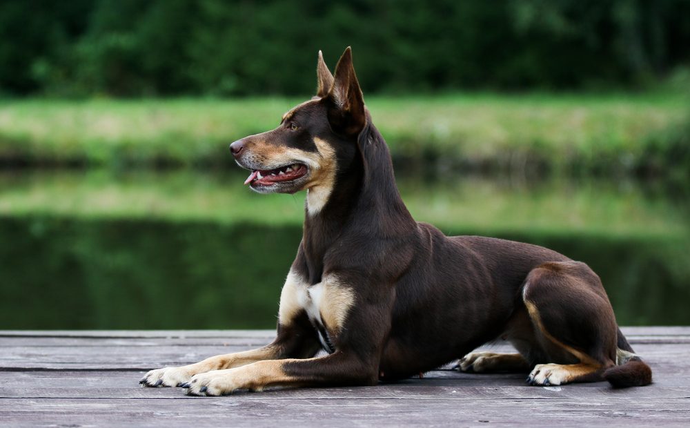 Summer portrait of smart chocolate brown and tan working Australian kelpie dog. Attractive Australian sheep dog lies on a wooden pier outside with green background