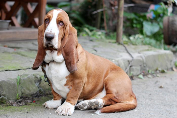 Basset hound dog portrait having a serious, yet funny cute look, domestic animal and friend