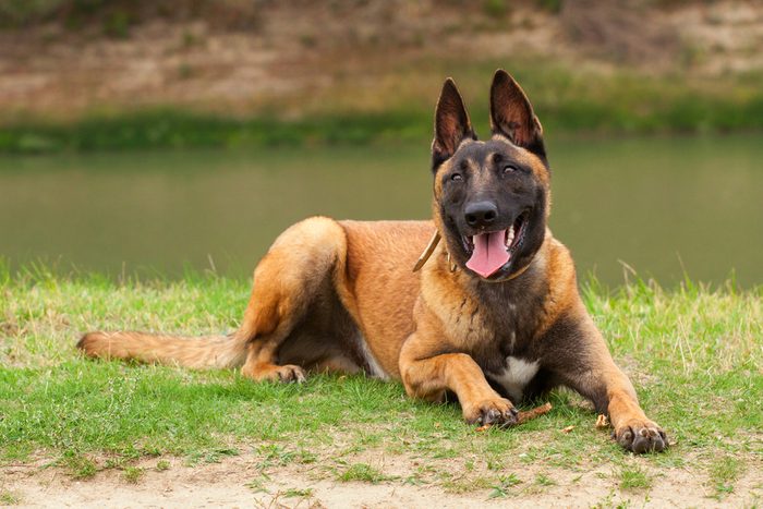Belgian Malinois young puppy in the park fields