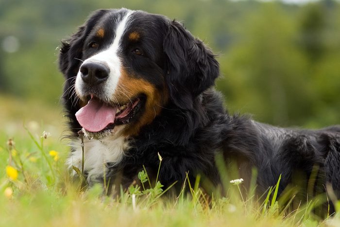 Dog - Bernese Mountain Dog is on the gras