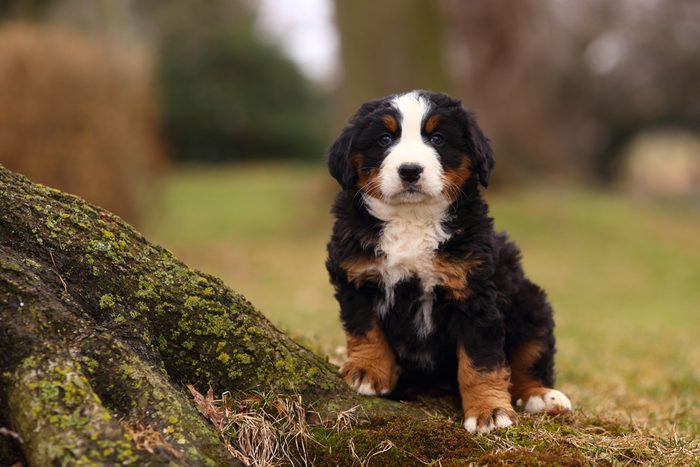 Bernese Mountain Dog puppy standing by an exposed moss covered tree root.