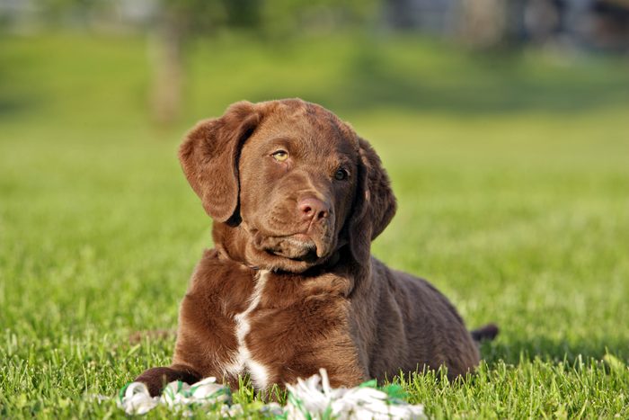 Chesapeake Bay Retriever puppy in grass, curious