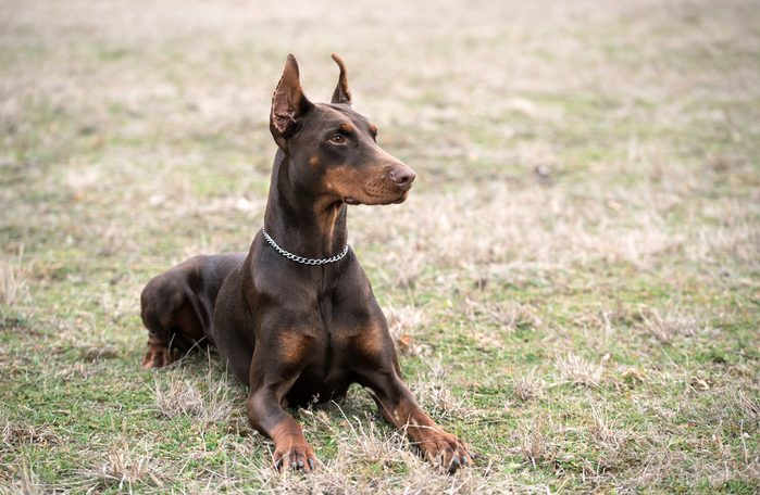 Doberman pinscher poses for the camera. Outdoor photo
