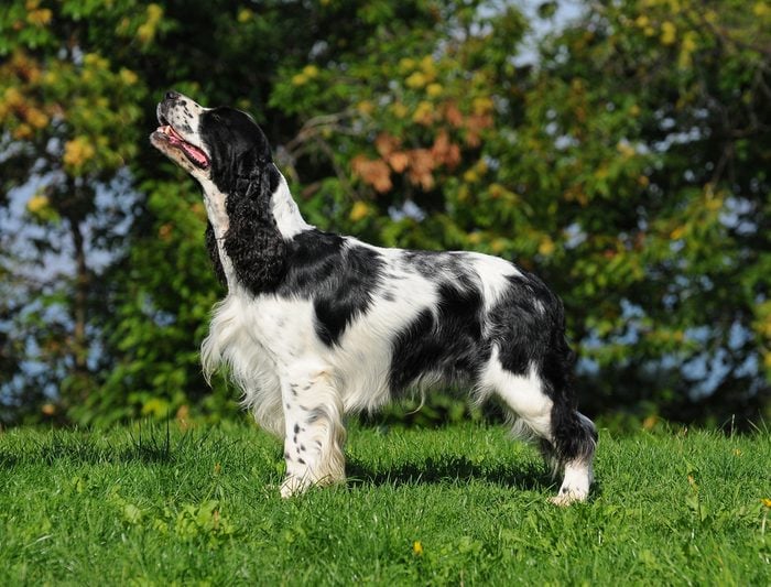 close up of the head of a liver and white working type english springer spaniel pet gundog