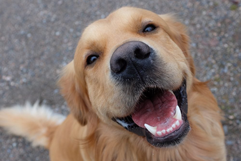 Dog (Golden retriever) having a big smile. Focus on mouth.