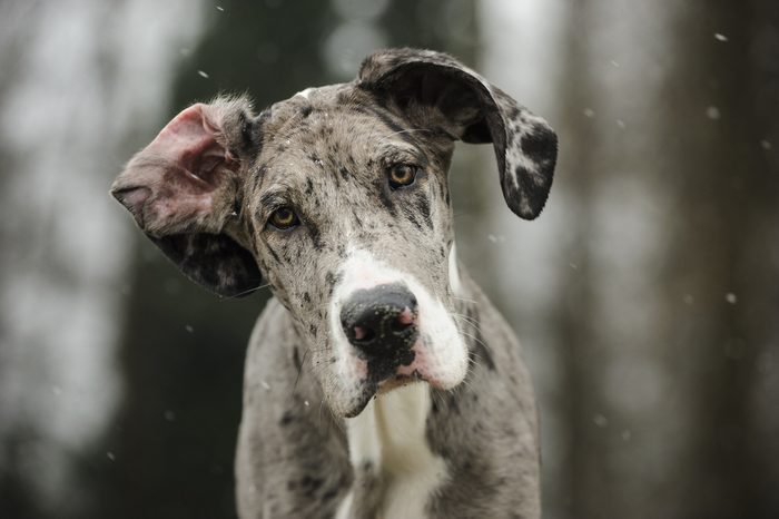 Great Dane puppy with flipped over ear