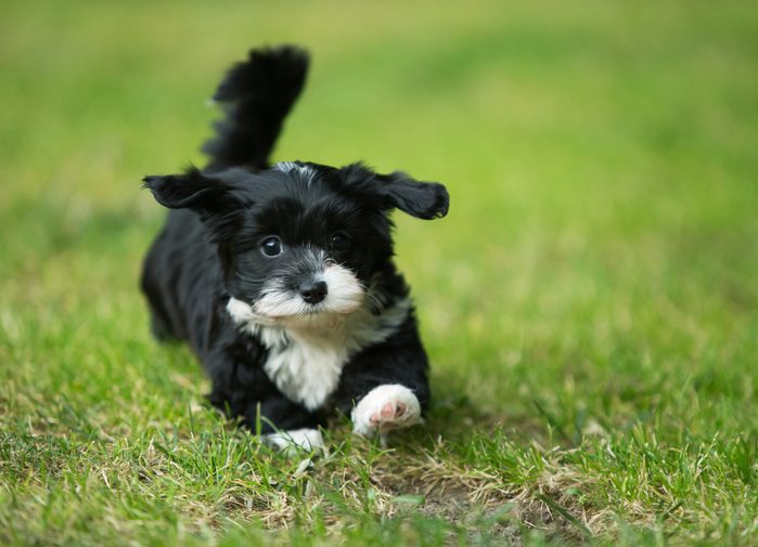 Happy little black and white havanese puppy dog is standing in the grass