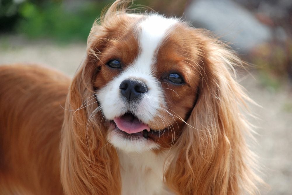 Cavalier King Charles Spaniel, beautiful red-haired dog.