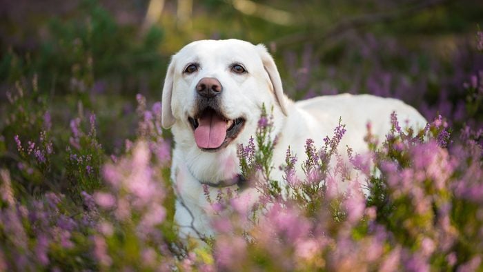 Labrador retriever dog in autumn heather flowers