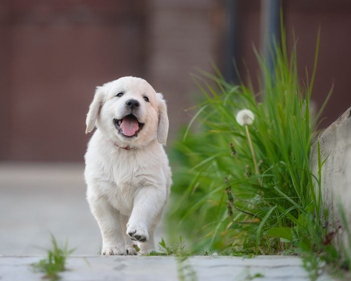 happy puppy of golden retriever