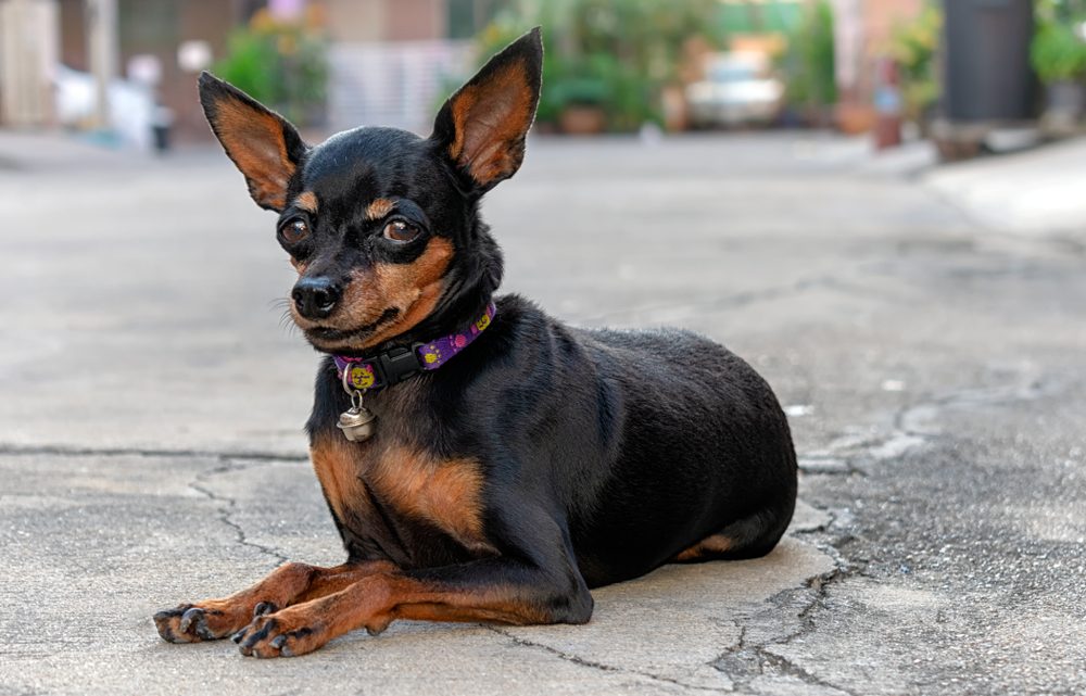 Miniture Dog Breed, Miniature Pinscher Rests on Driveway