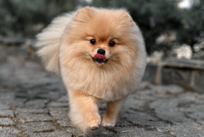Pomeranian spitz. Cream dog. Fluffy
