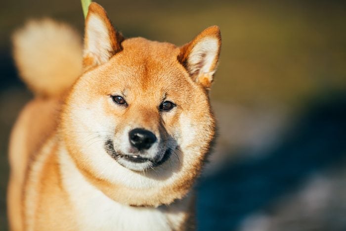 Close Up Head Snout Of Beautiful Young Red Shiba Inu Puppy Dog Staying Outdoor